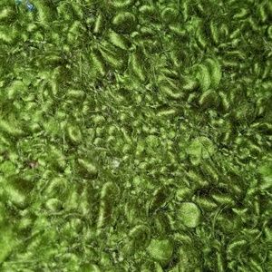 Meet your Posher, Stella